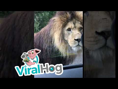 Lion Walks Up to the Window || ViralHog