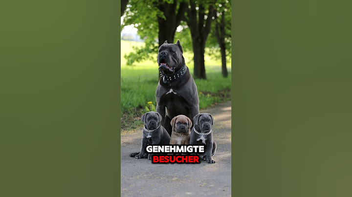 Triff den Cane Corso. #canecorso #hundefakten #hundeliebe