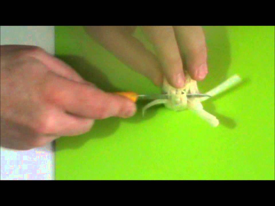 Aster - dekoracja z pora. Aster - decorations leek.