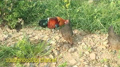 ลูกไก่ต่อสวยงาม.menyuam qaib dib zoo nkauj2021