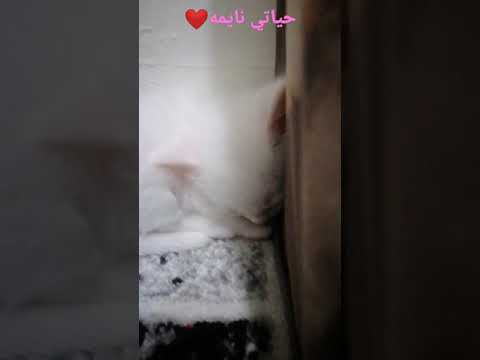 لوسي نايمه