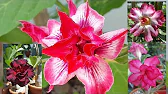 Elen S Adenium pluS