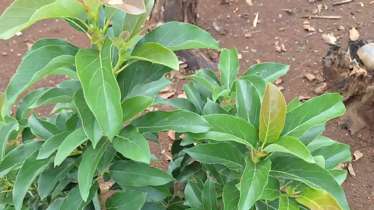 Dijual Kebun Alpokat SHM pekarangan luas 2055m² hrg 375jt. Ds. Sedayu Jumantono Karanganyar Jateng