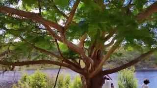 Kayvan climbs a tree