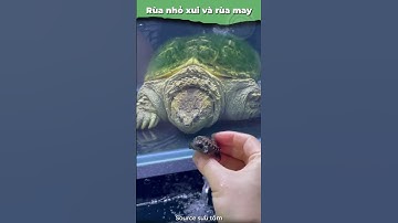 Số phận 2 con rùa tại sao khác nhau thế? #onhachoivoirua #nuoirua #ruacanh