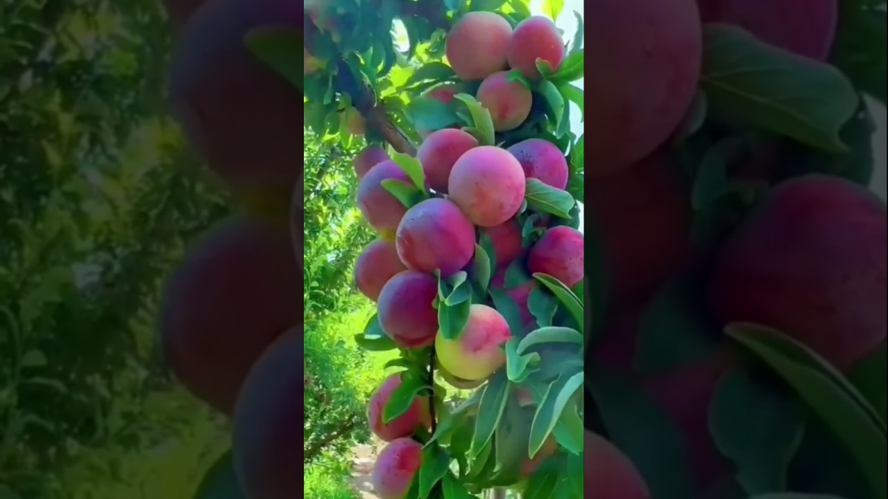 How To Growing China Garden 🍎🍒🍊Fruit Enjoy Beautiful Natural Sweets Very Tety Fresh Fruits. 