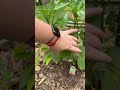 Garden update 3 #gardening ng
