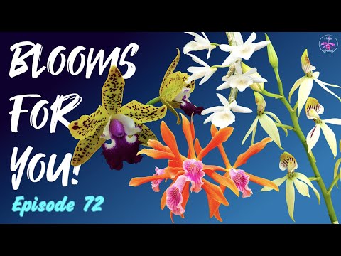 Orchid Updates | Orchid Bloom Dedications | Orchid Blooms for YOU! Episode 72  ???#OrchidsinBloom