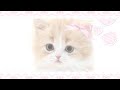 ✧˖ healthy pet 。 ૮꒰ ˶• ༝ •˶꒱ა ♡ ִ ּ ۪ ⊹