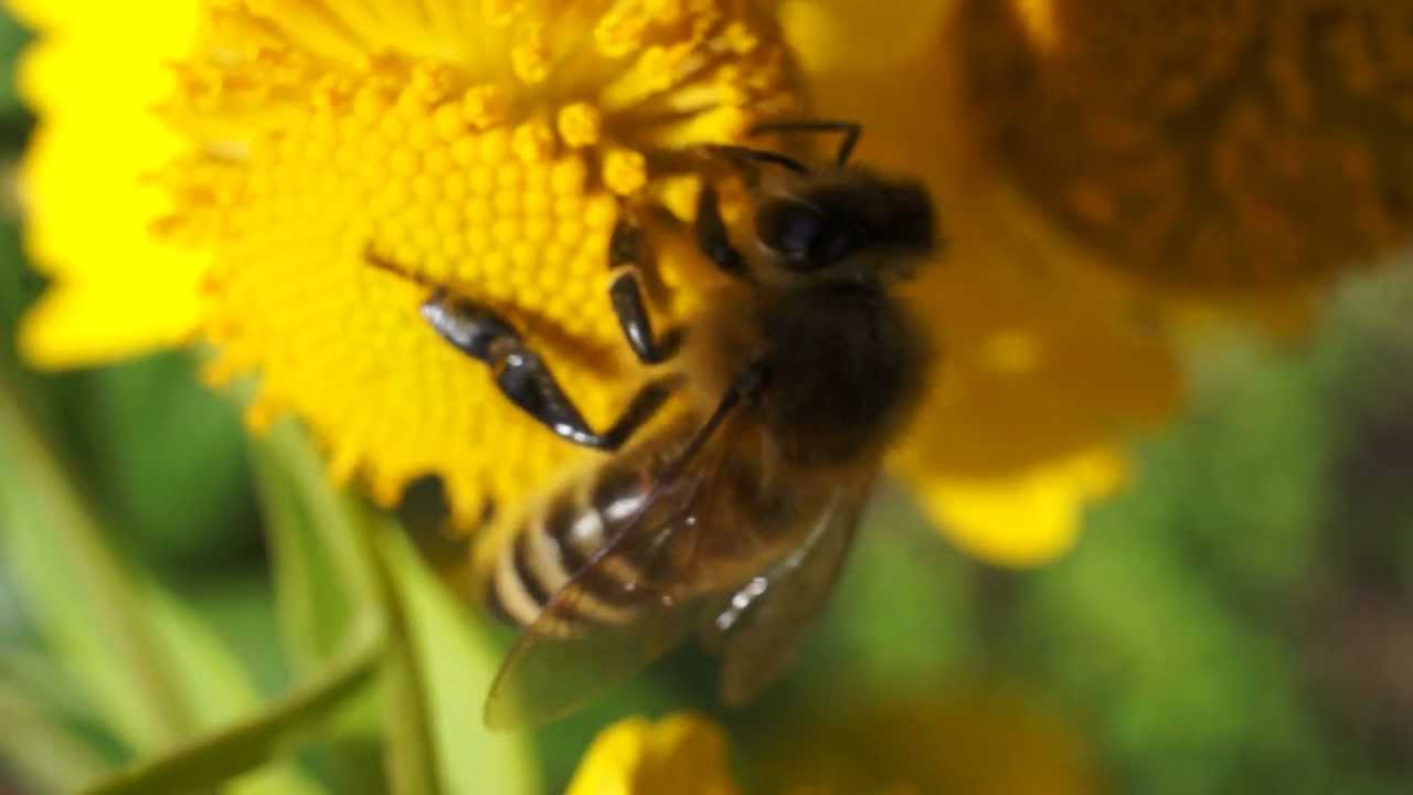 Macro With The Nex 5n The Sel30m35 And Kenko Extension Tubes Youtube