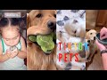 TikTok Funny Pets Compilation 😹