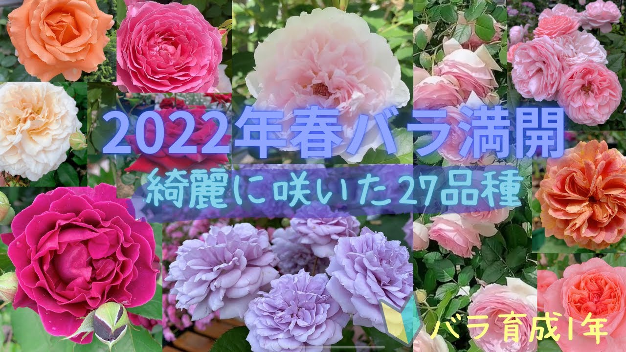 hq720.jpg?sqp=-