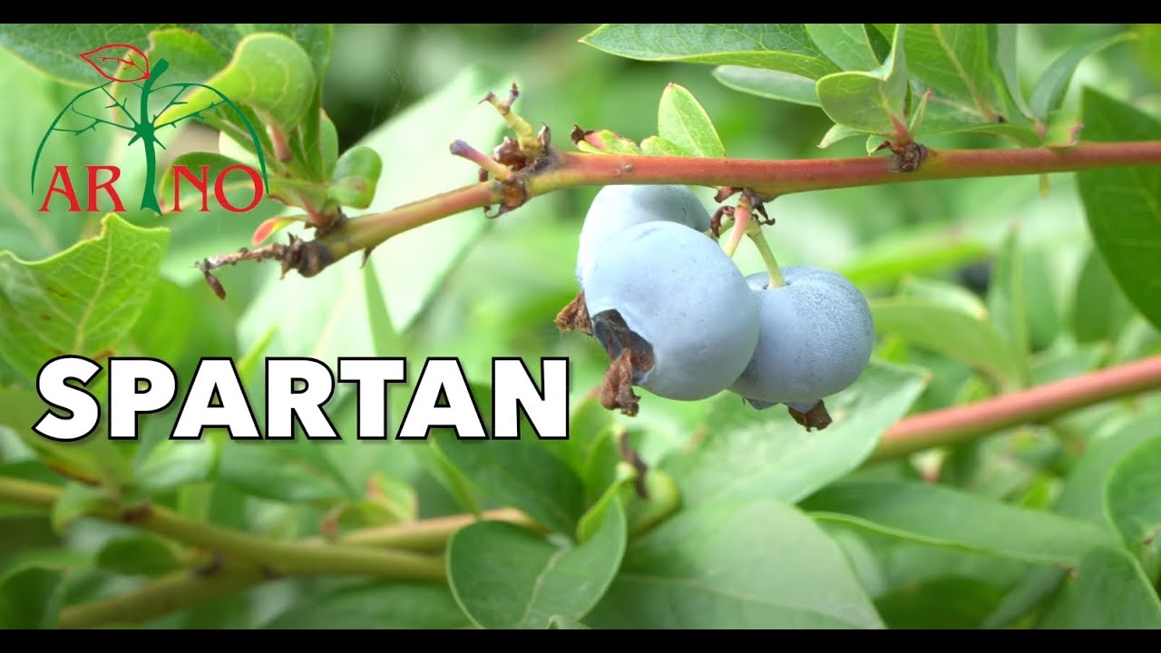 Wszystko co musisz wiedzieć o borówce odmiany #Spartan / dr inż.Tomasz Krupa i Ryszard Nowakowski