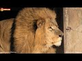 Запер всех львов - властелин вольера? Хозяин прайда? Царь? Тайган. Lions life in Taigan.