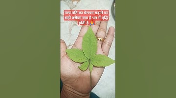 पांच पति के बेलपत्र को चढ़ाने कासही तरीका धन में वृद्धि#mahadev#shorts #बेलपत्र#viral#pardeepmishra