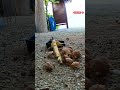 Why Do Hermit crab Love Cheese? 😱🧀