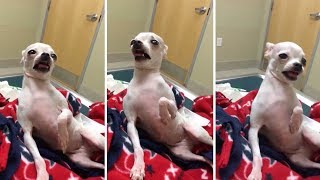 Dog Gets Stoned After Eating Edibles In Park