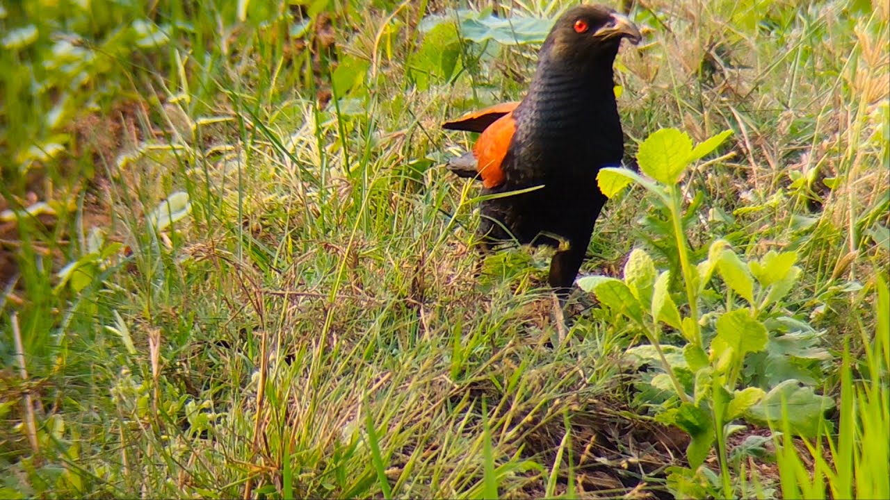 Greater Coucal bird.