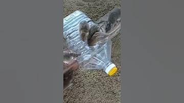 Simple Creative Idea Rat / Mouse Trap | Simple Mouse Trap - DIY Homemade Mouse Trap