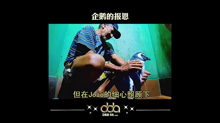 「萬物皆有靈性，請善待它們」#dbb66 #短視頻 #治癒系 #治癒 #勵志 #勵志正能量 #勵志語錄 #勵志人生 #勵志文案 #治癒語錄 #治癒文案 #報恩 #動物 #善待 #萬物皆有靈 - 天天要聞