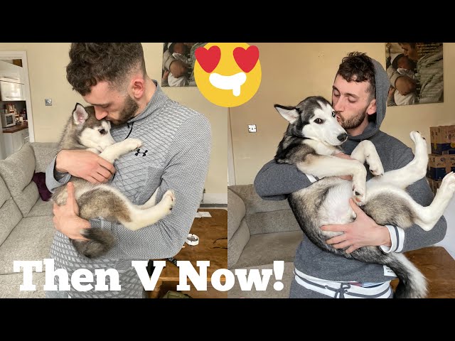 Scared Puppies First 3 Months In New Home Is The Cutest Ever!! [UNSEEN CLIPS] [RUPERT PROTECTS!!!]