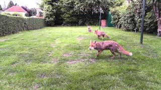 Glasgow Foxes Feeding  More Arrive!