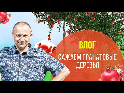 Влог: Высаживаем гранаты. Как правильно посадить гранатовое дерево.