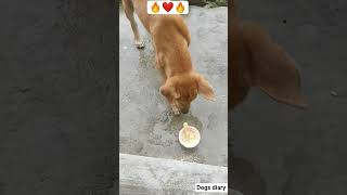 chotu in garmiyon mein tumhen kaun khilaega🙄? Street dog,Who will feed you this summer🙄?#shorts#love