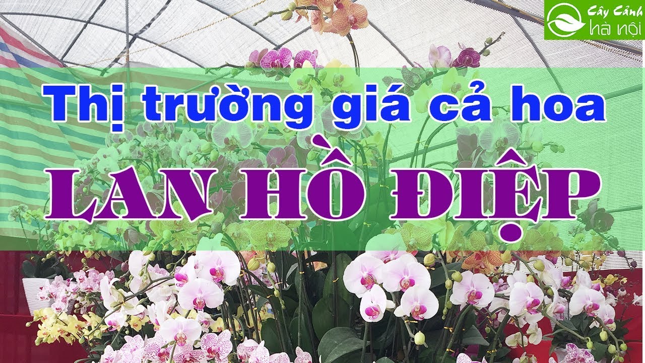 Thị trường giá cả của hoa lan hồ điệp