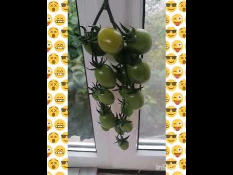 Помидор & Виноград /💖 - YouTube