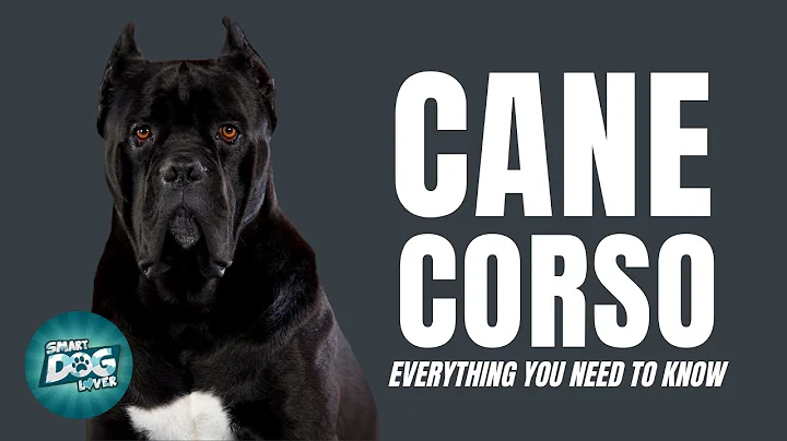Cane Corso | Dogs 101 - Must Know Facts for the Ow...
