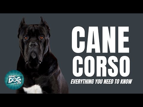 Video: Perjalanan dengan Hewan Peliharaan 101: Apa Yang Harus Diketahui Setiap Pemilik Anjing Yang Cerdas