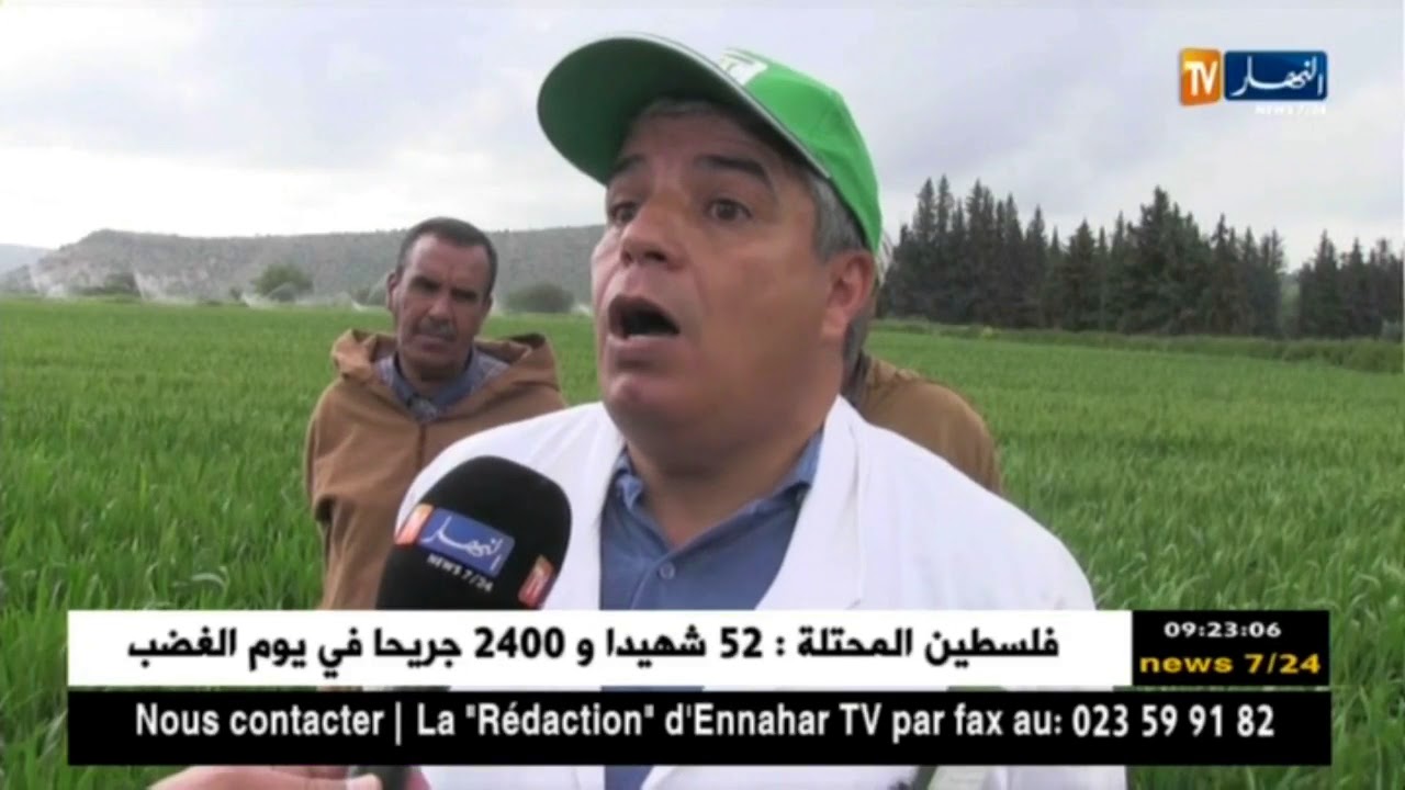 سعيدة: اول تجربة نموذجية في زراعة صنف جديد من حبوب القمح 