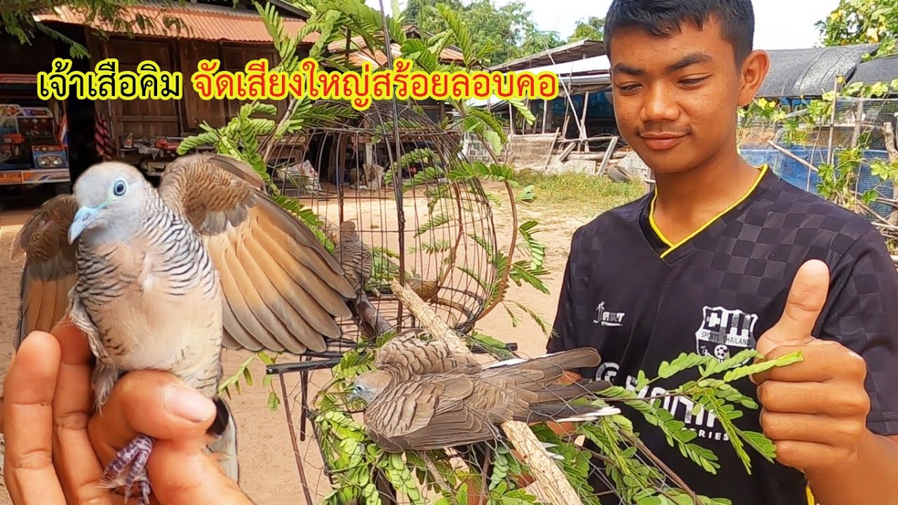 ต่อนกเขาชวา เจ้าเสือคิม จัดเสียงใหญ่ สร้อยลอบคอ