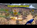 esse e o lugar que veio mais pássaros
