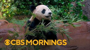 Giant pandas to make public debut at San Diego Zoo