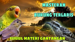 Masteran terlaris ❗ perkici platuk Sampit dan brinji tungir 🔥
