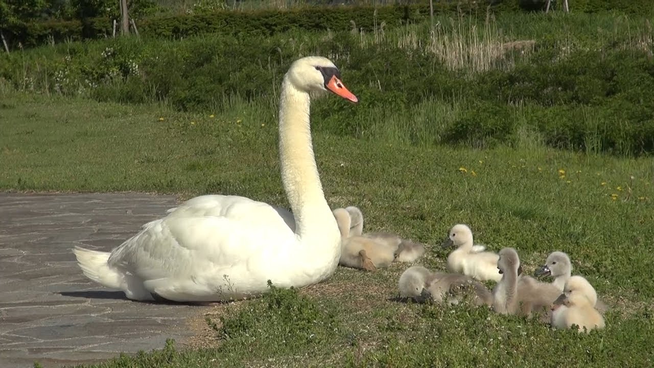 コブハクチョウのひな 異例 の9羽 湖畔ですくすく Youtube