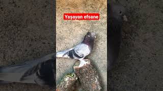 Ak sakallı güvercin Ata erkek 🏆✅️ #keşfet #viral #oyunkusu #şampiyon #pigeon #albay #oyunkusu #short