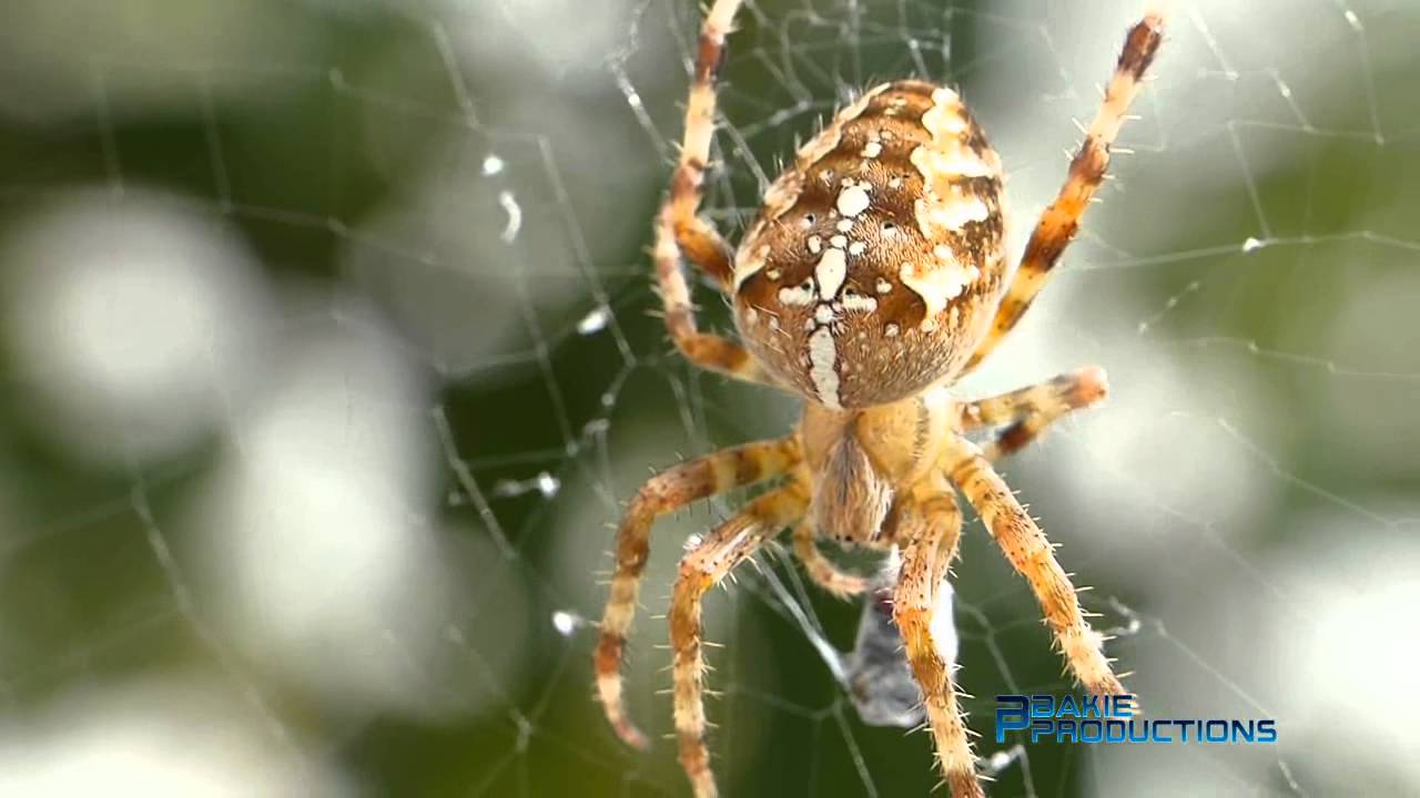 Macro Video Cross Spider / European garden spider - FZ200 + Raynox DCR 250