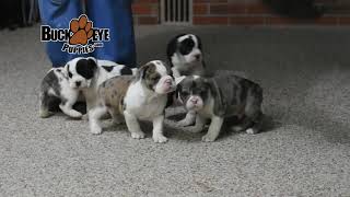 Beabull Puppies