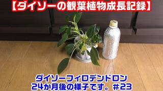 【ダイソーのフィロデンドロン観察＃23】《購入から24か月現在の成長》ダイソー 100均観葉植物を初心者が育成したらこうなりました。 家庭菜園 園芸 ガーデニング – 1616テック観葉植物 園芸 家庭菜園研究所