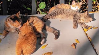 Mother Cat and her children are basking in the sun on the sofa by xiaoyi wu 253 views 4 months ago 1 minute, 18 seconds