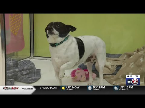 Your Guide To Craigslist Etiquette Navigating The Animal Adoption Landscape In Green Bay