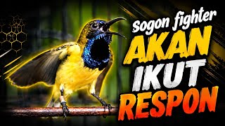 CUKUP 1 MENIT!!! SOGON MANAPUN AKAN IKUT GACOR DAN NGELEPER