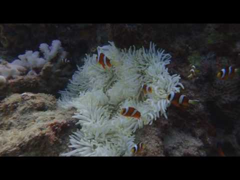 [everysing] 青い珊瑚礁