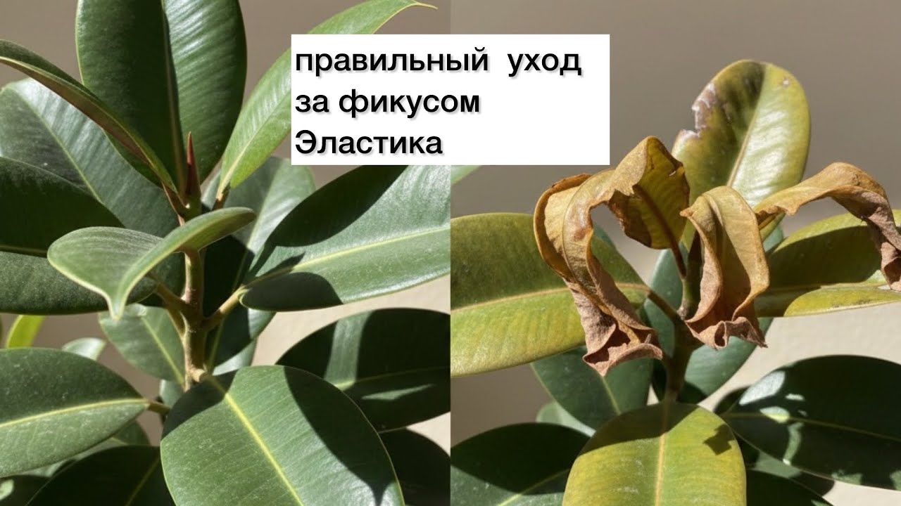 Секреты пышного фикуса — говорю честно, что работает!  ФИКУС ЭЛАСТИКА 
