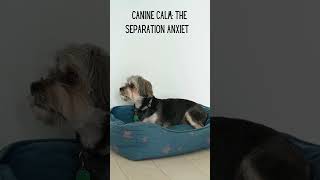 Soon Releasing! Separation Anxiety Dog Music  #musicfordogs #dog