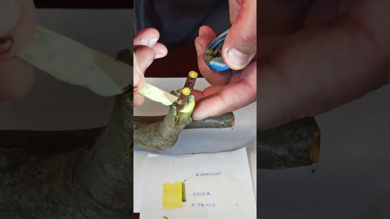 ПРИВИВКА ПРИЖИЛАСЬ