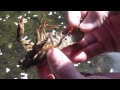 Cangrejo de río autóctono (Austropotamobius pallipes). Mini-documental.